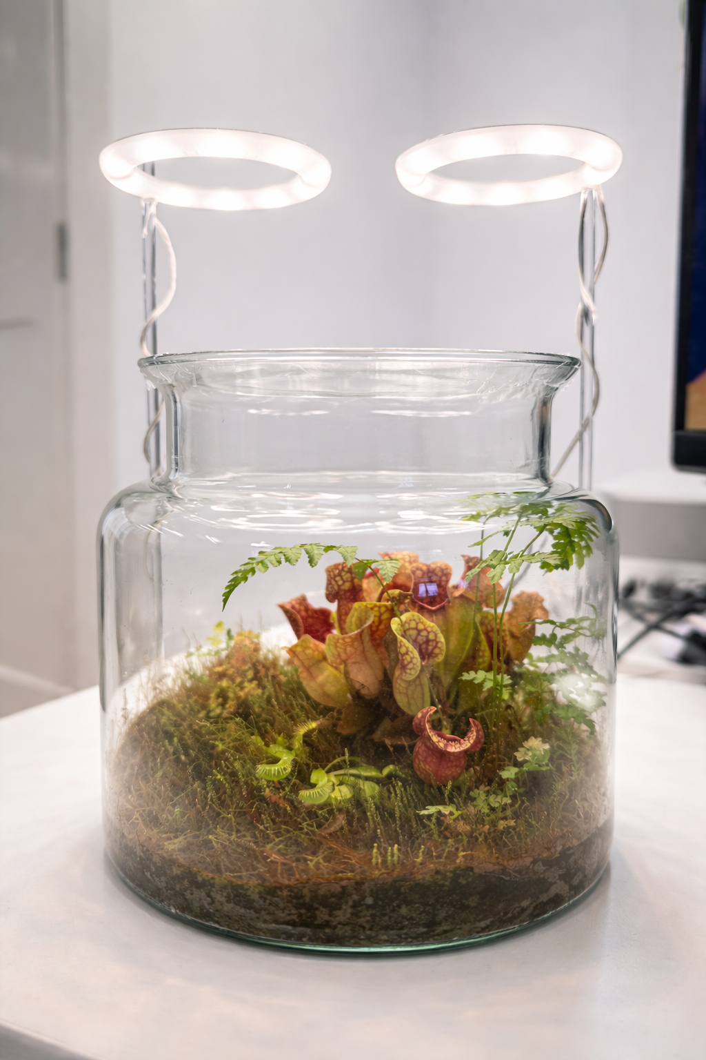 Sarracenia