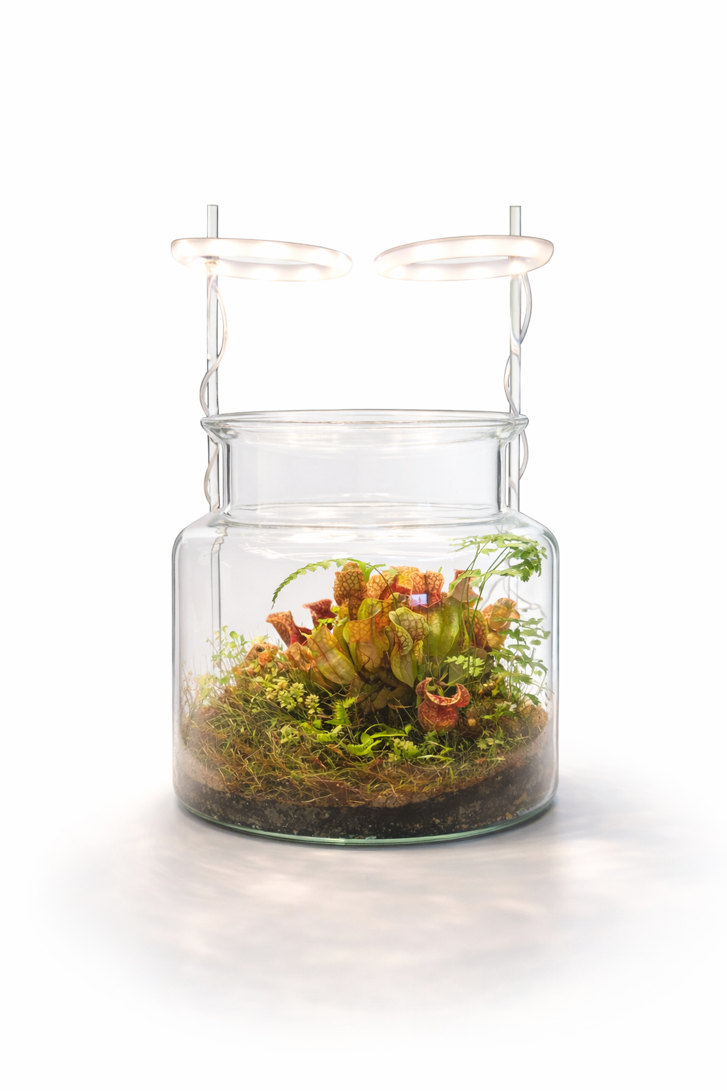 Sarracenia