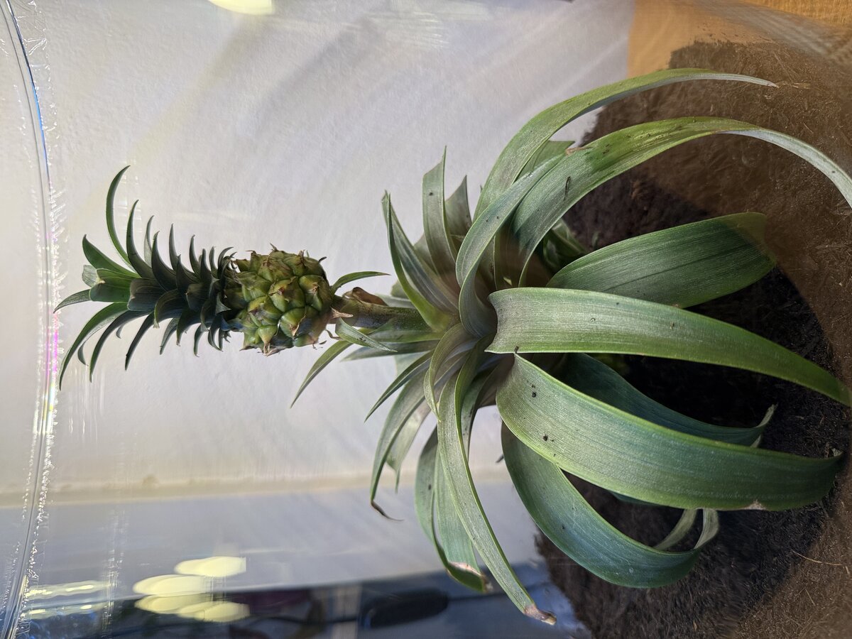 Mini Ananas plant