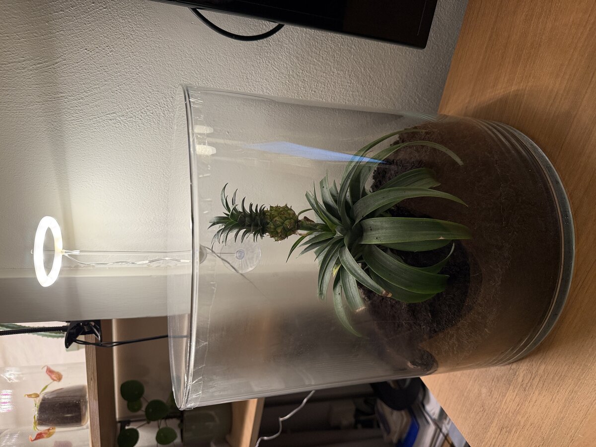 Mini Ananas with light