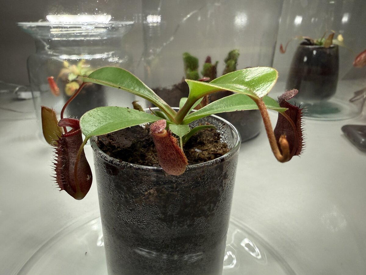 Nepenthes