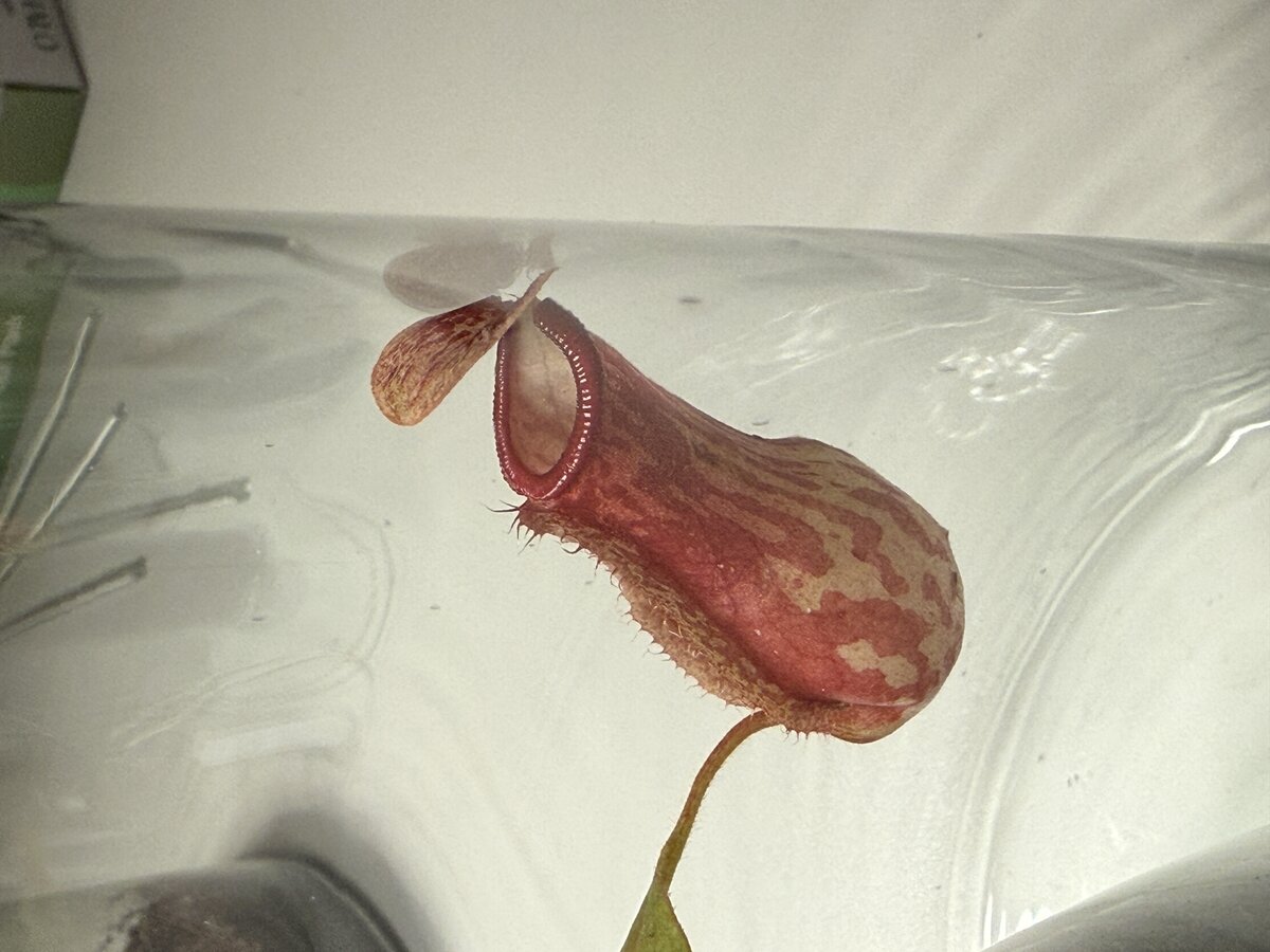 Nepenthes