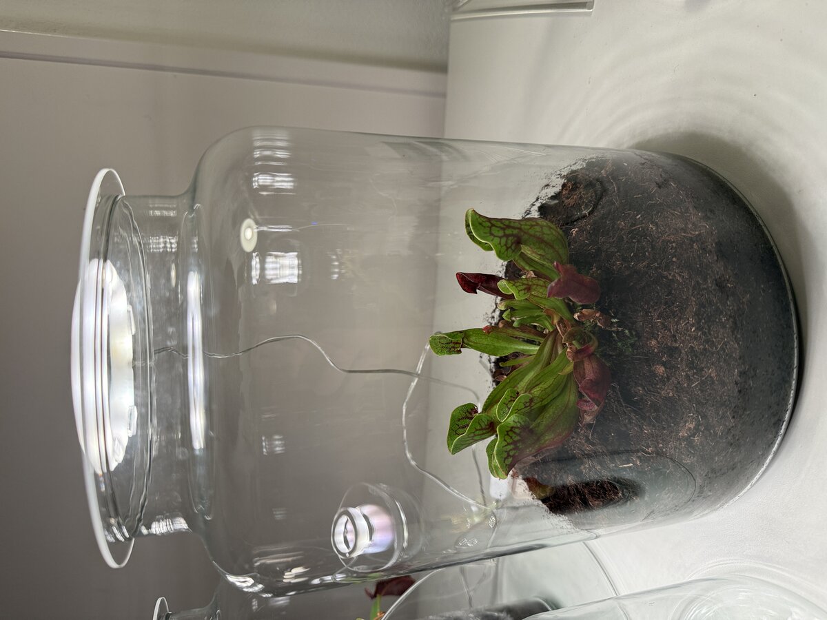 Sarracenia