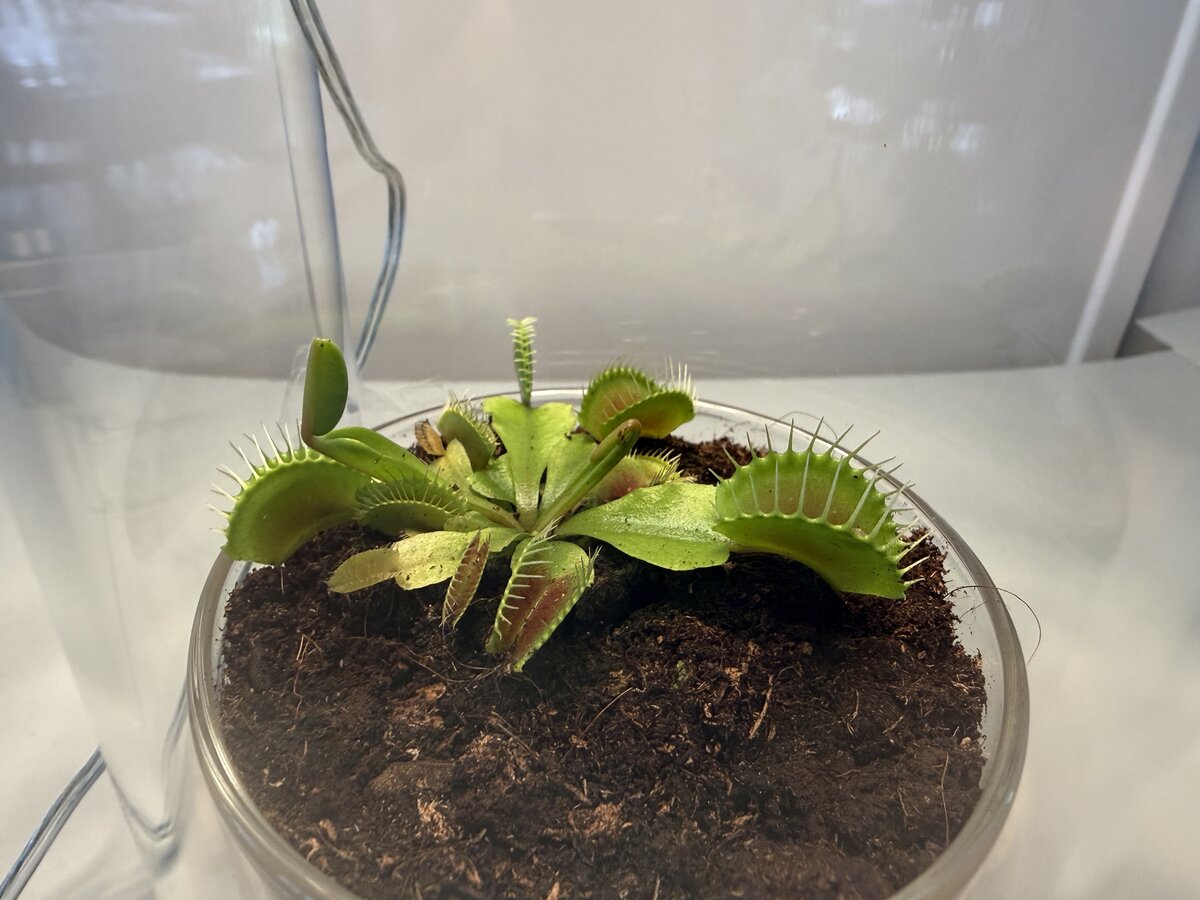 Venus Flytrap in jar
