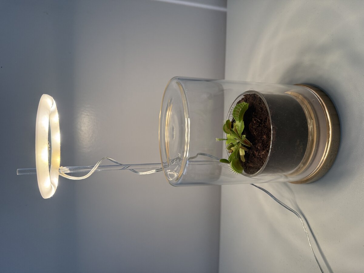Venus Flytrap with LED light